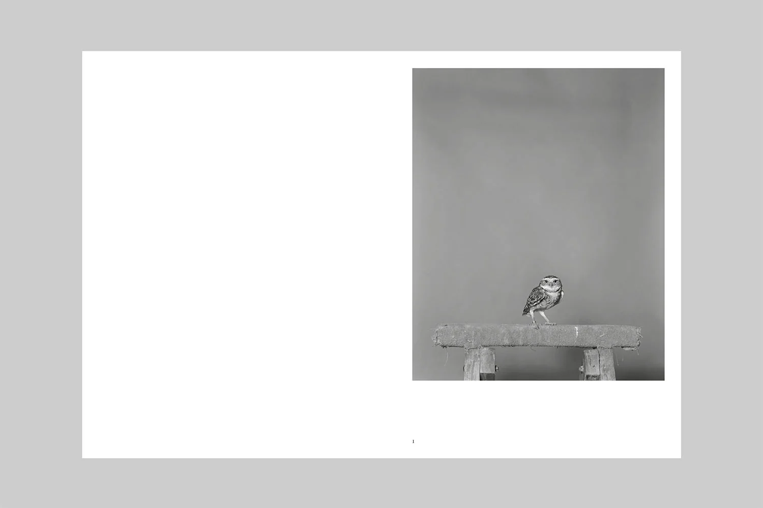 Parliament of Owls - Image 2